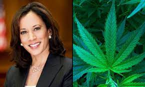 Kamala Harris in a dark blazer on the left side of the image, and on the right side, a close-up of a cannabis plant.